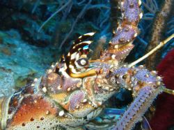 face of a caribbean spiny lobster in break down reef in p... by Victor J. Lasanta Garcia 